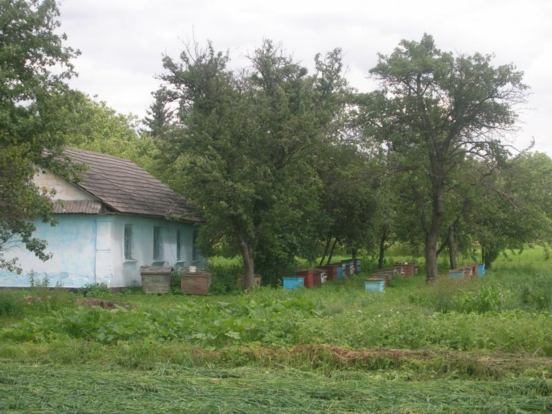 Краса, що оточує нас... - Чайчинці