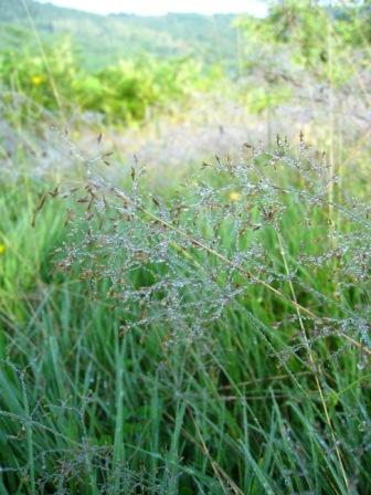 курорт Поляна - Поляна