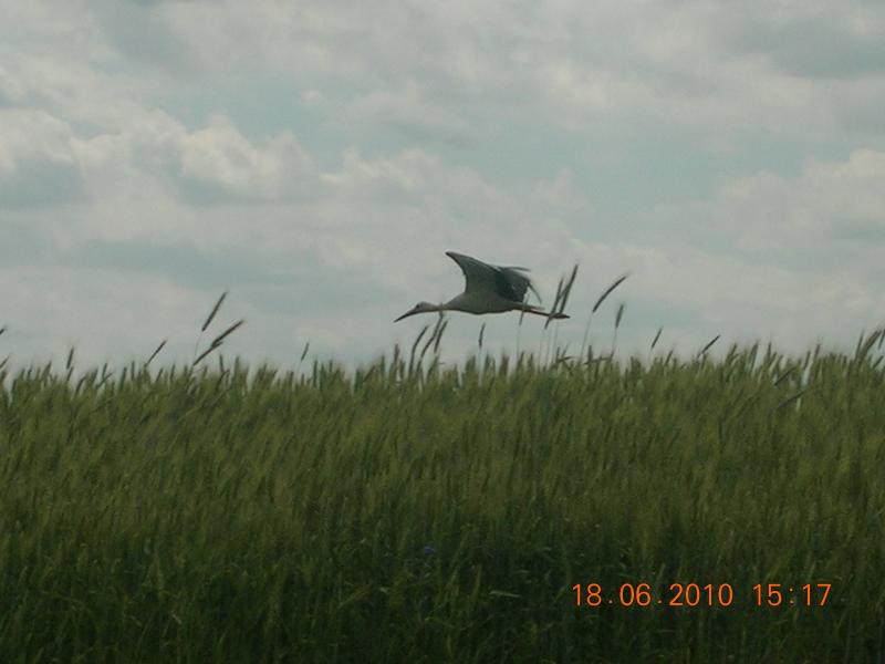 Краса, що оточує нас... - Чайчинці