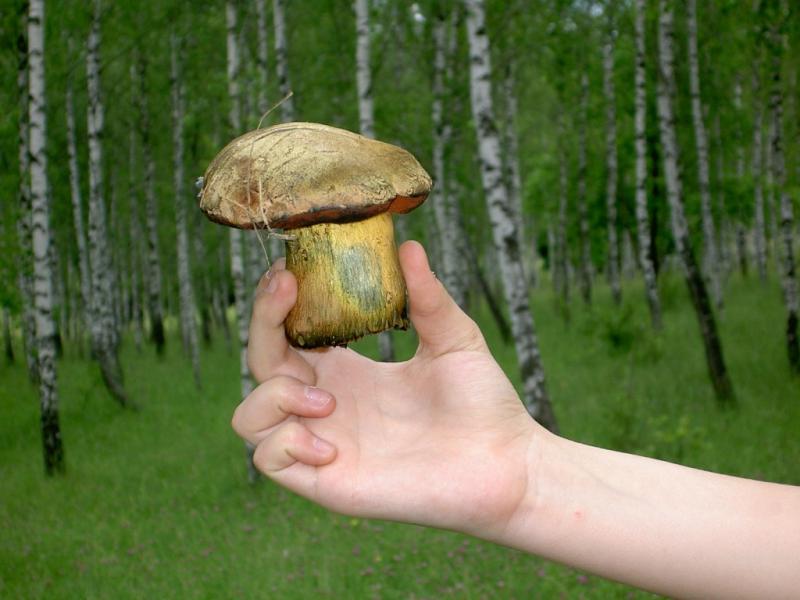 Наше село - Giltsi