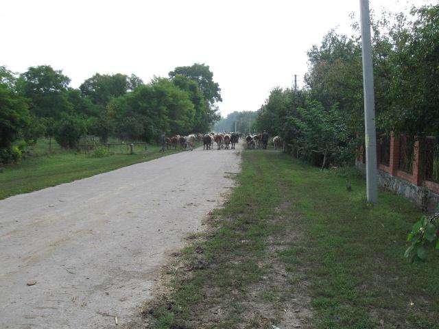 лето - Жорнокльови