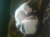 Кіт мурчик-справжній кімличанський котяра!!!