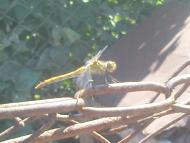 Солониця - Останні фото