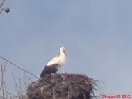 Санківці як вони й