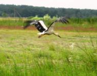 МОЄ ЛЕЛЕЧЕ ПОЛІССЯ