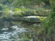 Солониця - Останні фото