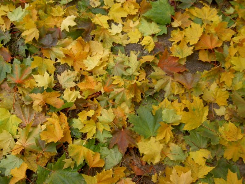 Наше село - Giltsi