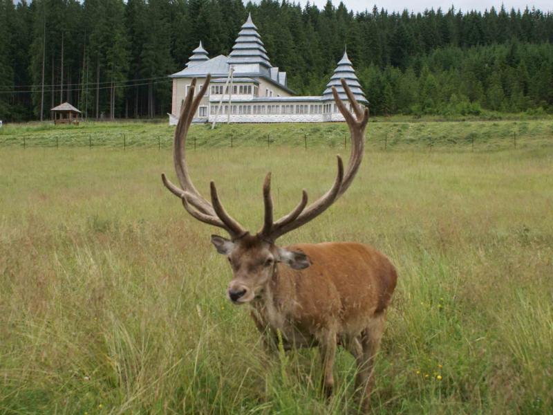 Лісництва села - Селятин