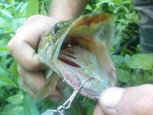  СОЛОНИЦЯ - Солониця