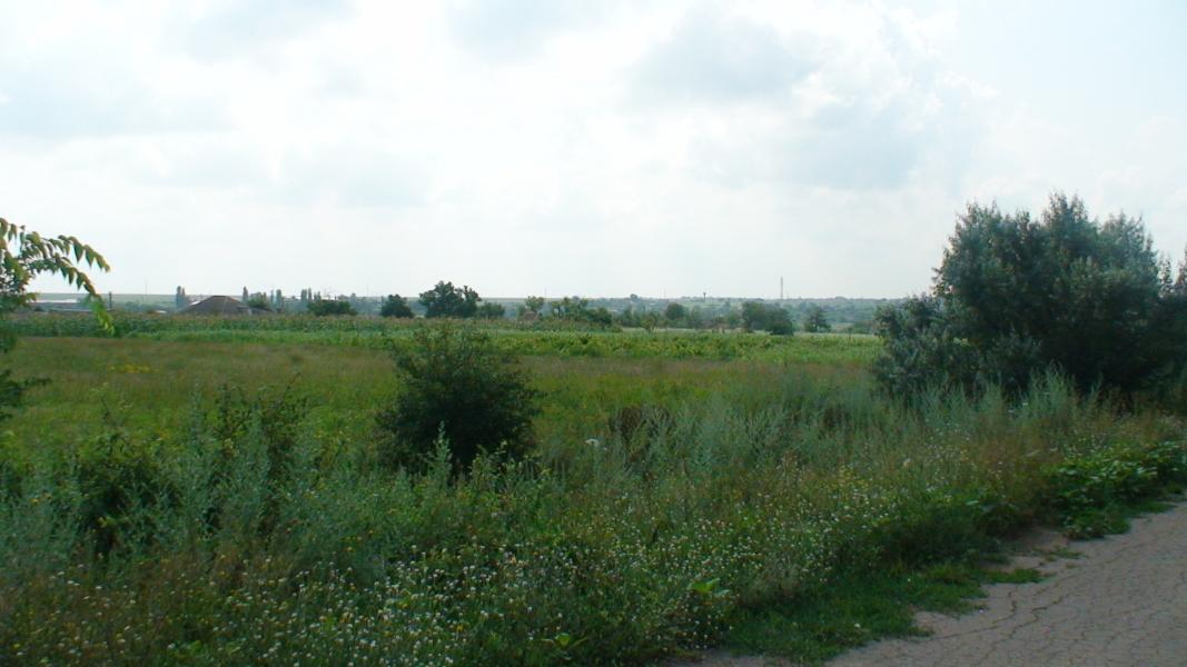 ПАВЛИНКА - Павлинка