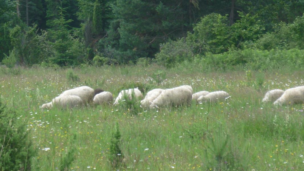 Лiто 2010 - Тисовиця