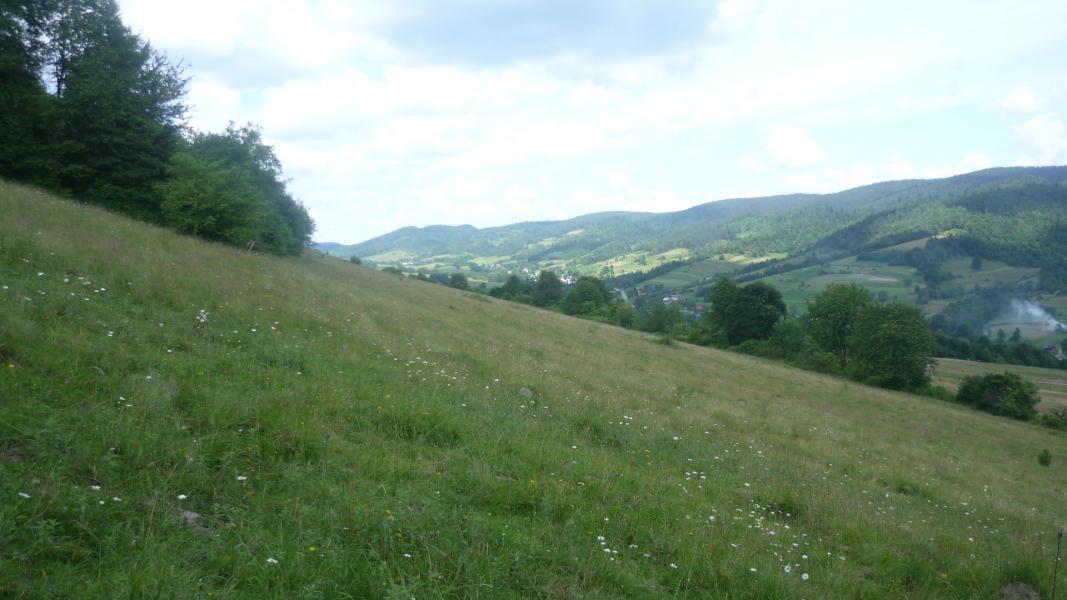 Лiто 2010 - Тисовиця