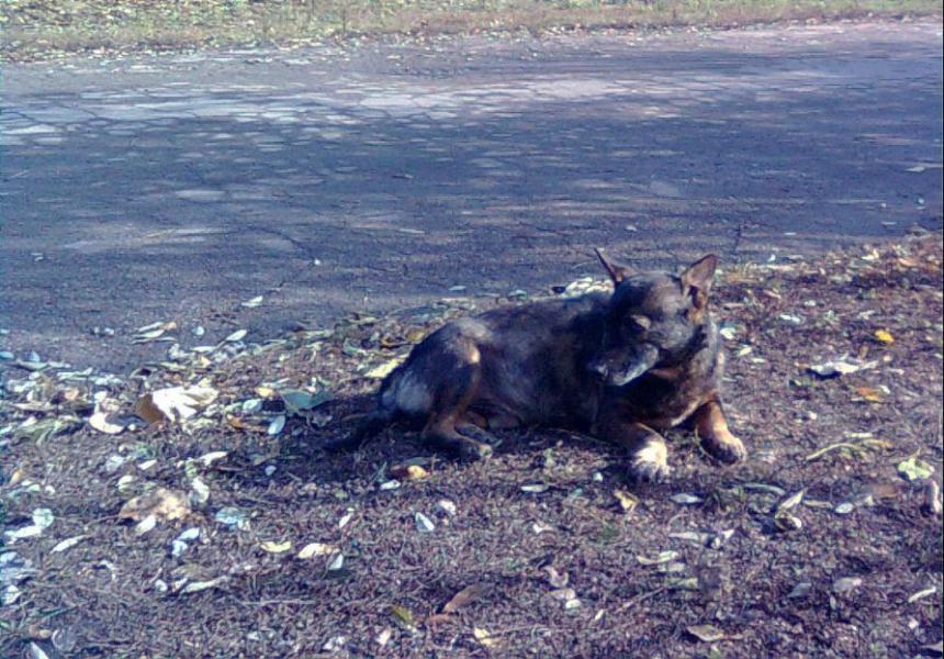 Novovoskresens'ke - Нововоскресенське