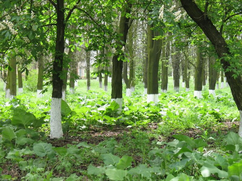 Пречистівка - Пречистівка