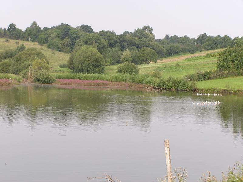 Гоголі - Гоголі