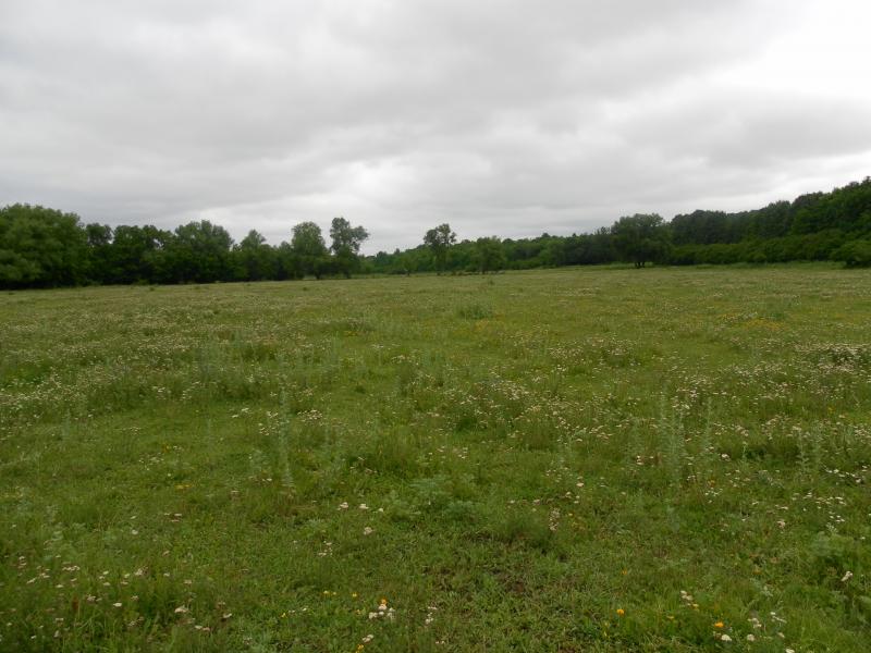 Качківка-подоляночка - Качківка