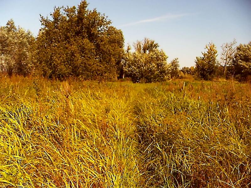 Лікареве - Лекарево