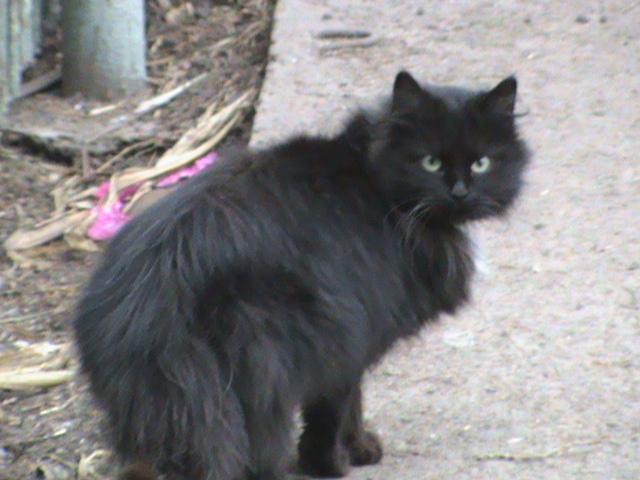 Гваодійський кіт - Гвардійське