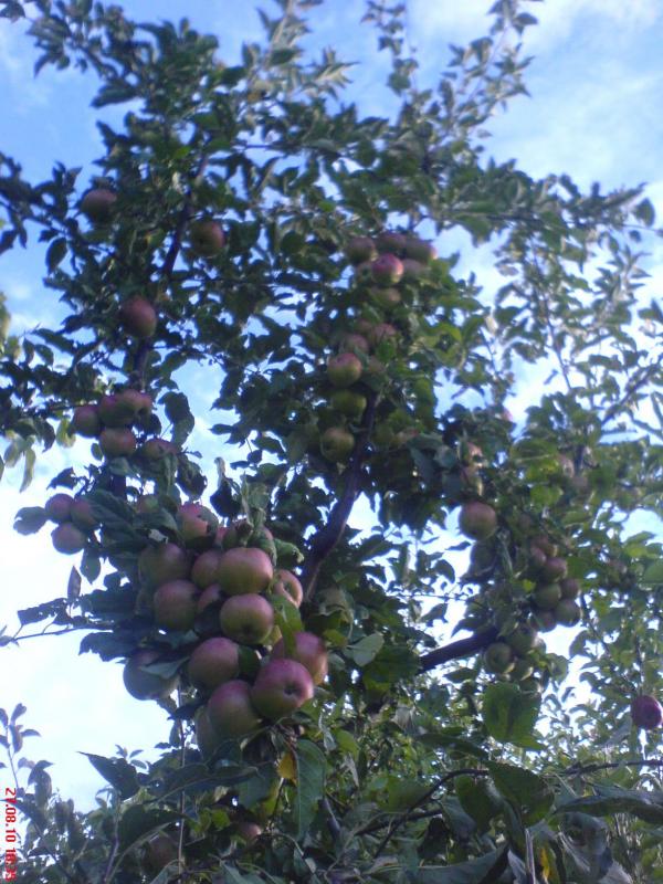 Мій край - Хоньківці
