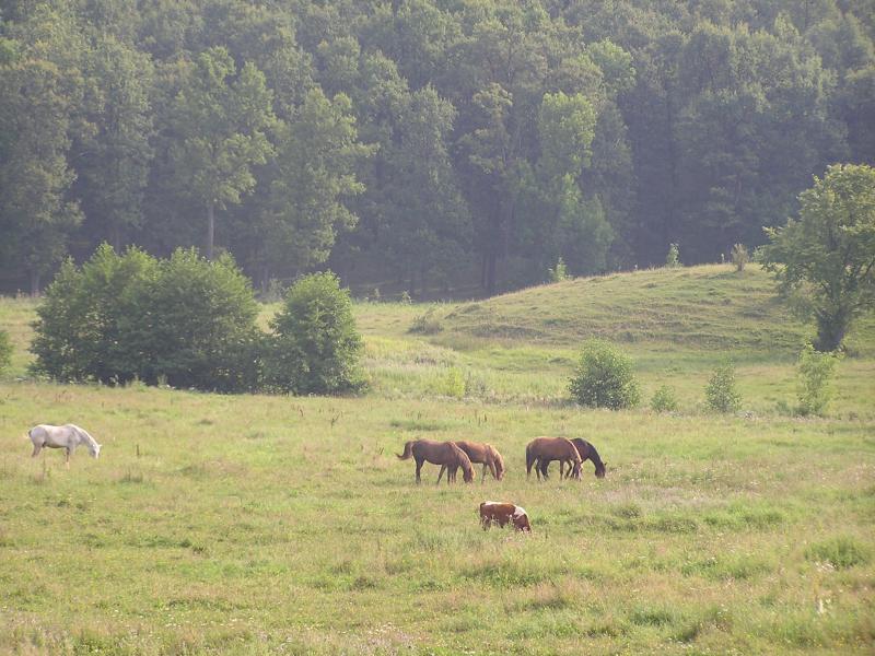 Гоголі - Gogoli