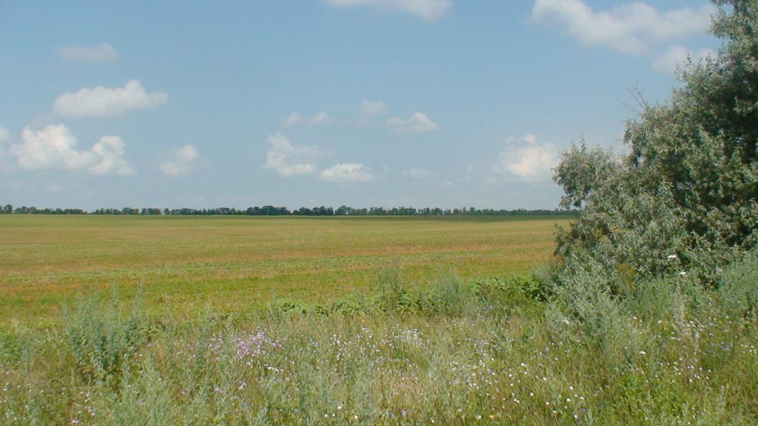 ПАВЛИНКА - Павлинка