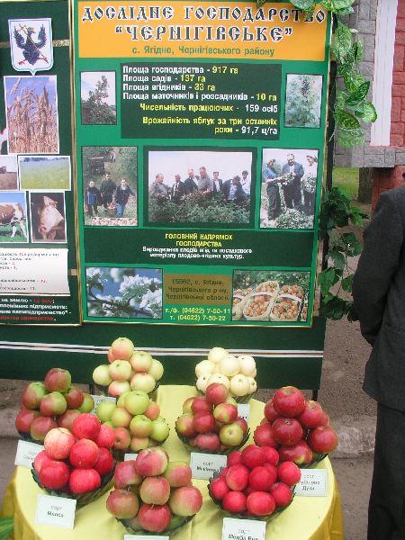 село - Іванівка