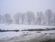 'Бережіть ліс- він Вам ще пригодиться'