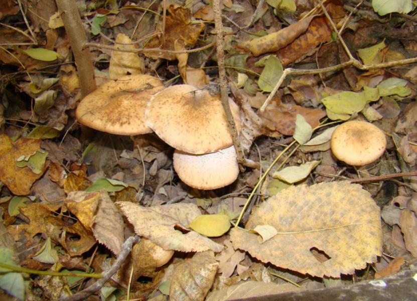 Наше село - Giltsi