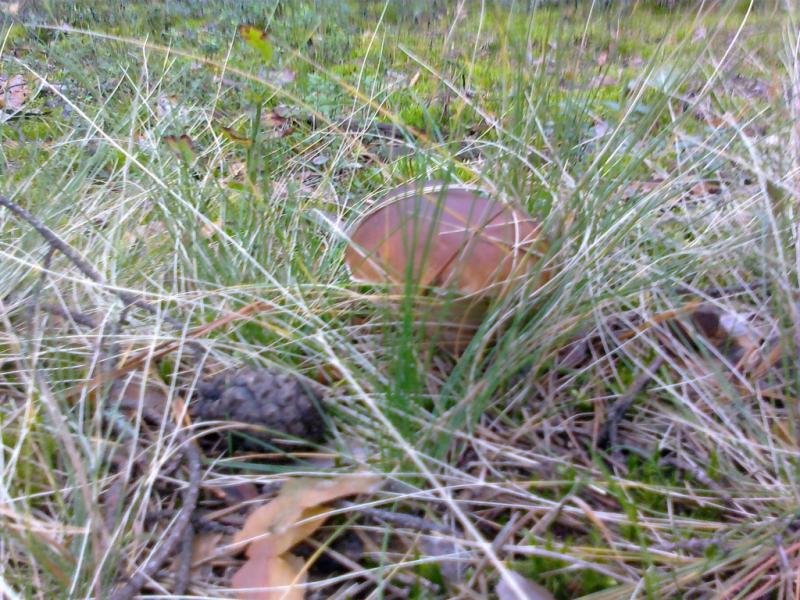 дивовижні дари осені.... - Переброди