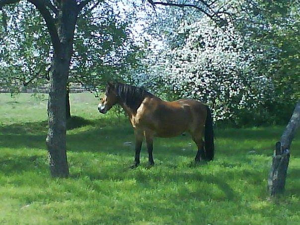 Природа і сільське життя - Ховми