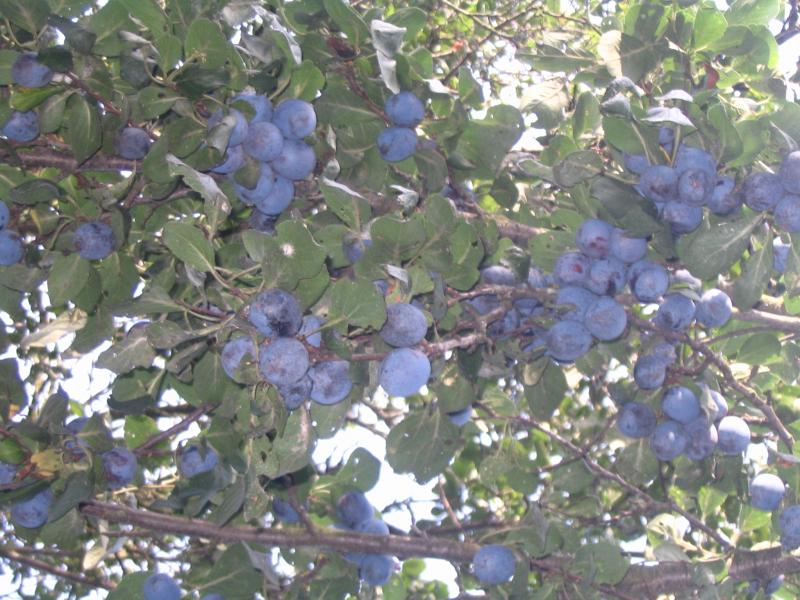 Великополовецьке - Великополовецьке