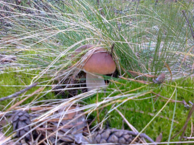 дивовижні дари осені.... - Переброди