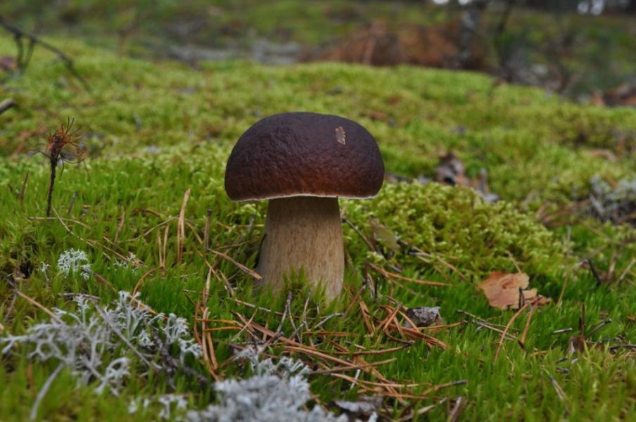 дивовижні дари осені.... - Переброди