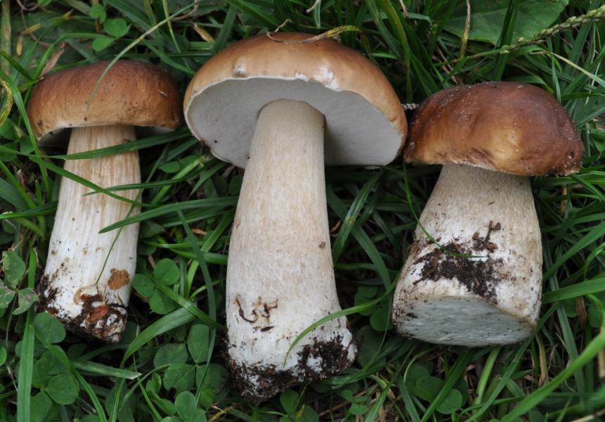 дивовижні дари осені.... - Переброди