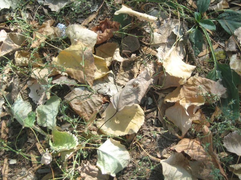 чаплинка - Чаплинка