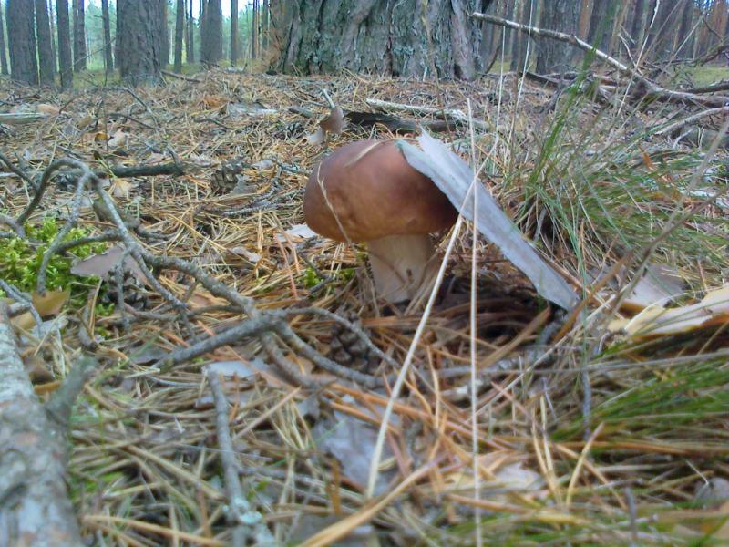 дивовижні дари осені.... - Переброди
