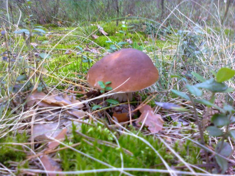 дивовижні дари осені.... - Переброди