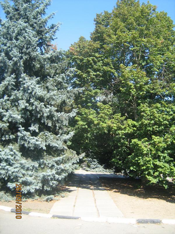 чаплинка - Чаплинка