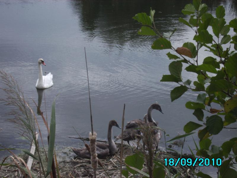 Почапинцы - Почапинці