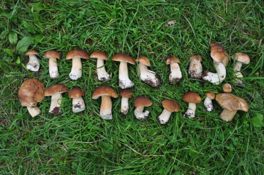 дивовижні дари осені.... - Переброди