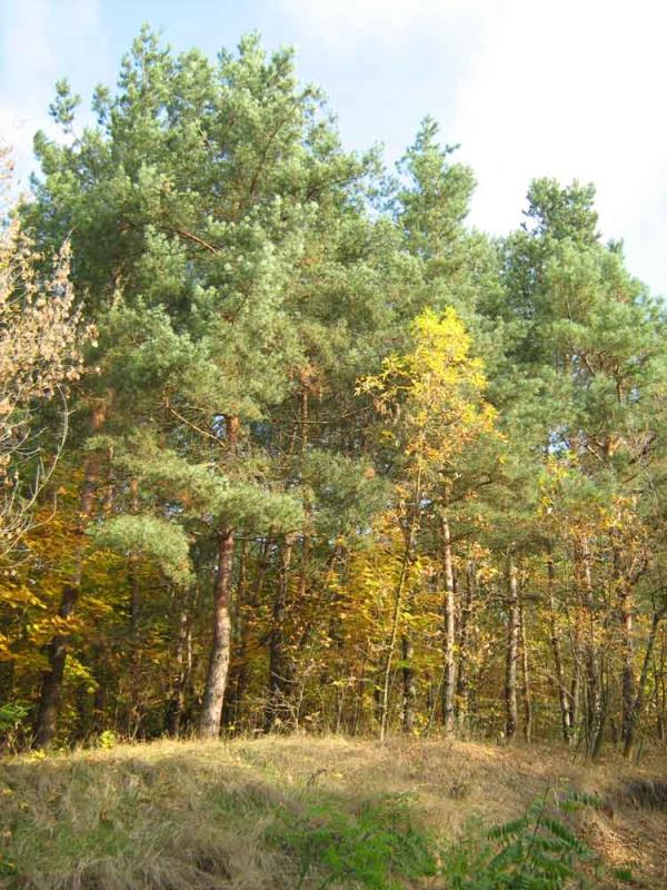 Барви осені - Ivanytsya