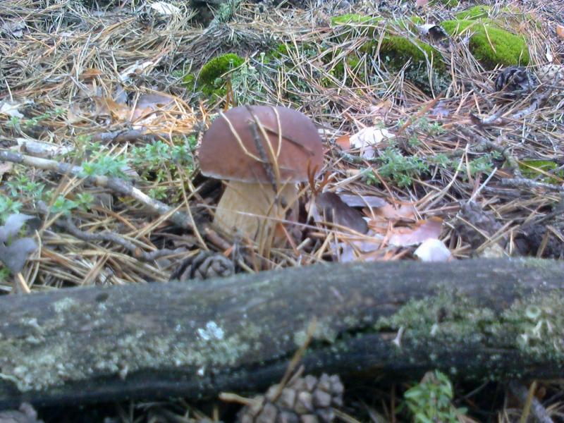 дивовижні дари осені.... - Переброди