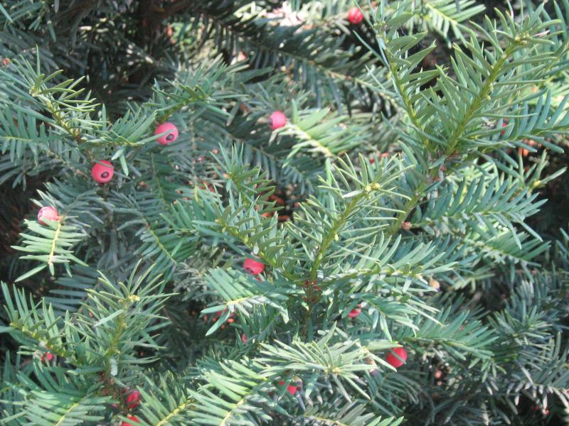 чаплинка - Чаплинка