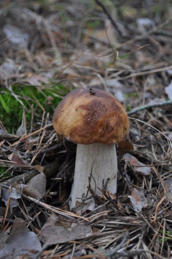 дивовижні дари осені.... - Переброди