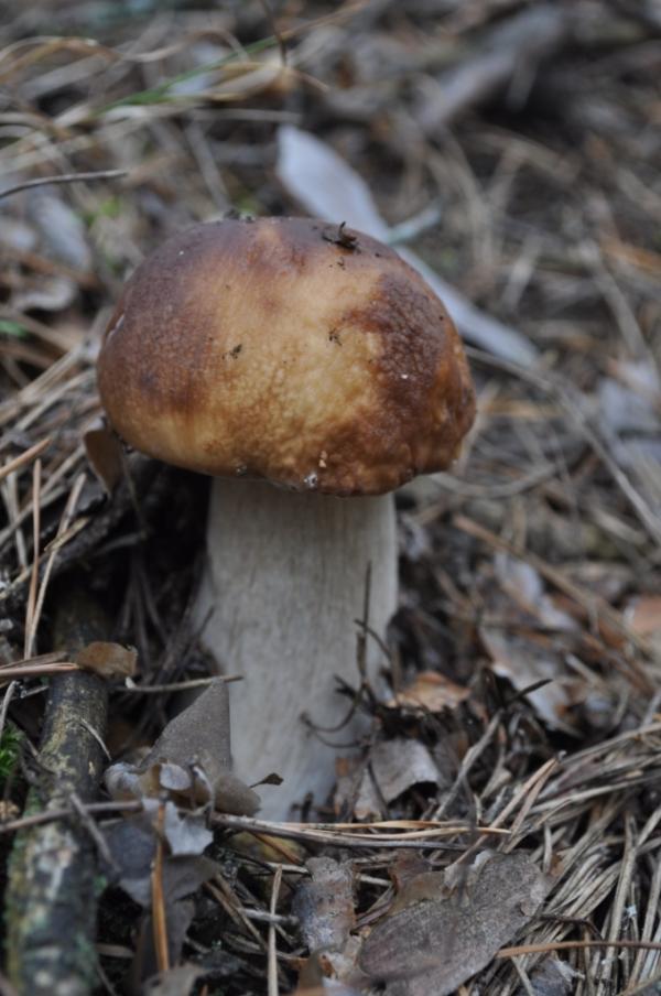 дивовижні дари осені.... - Переброди