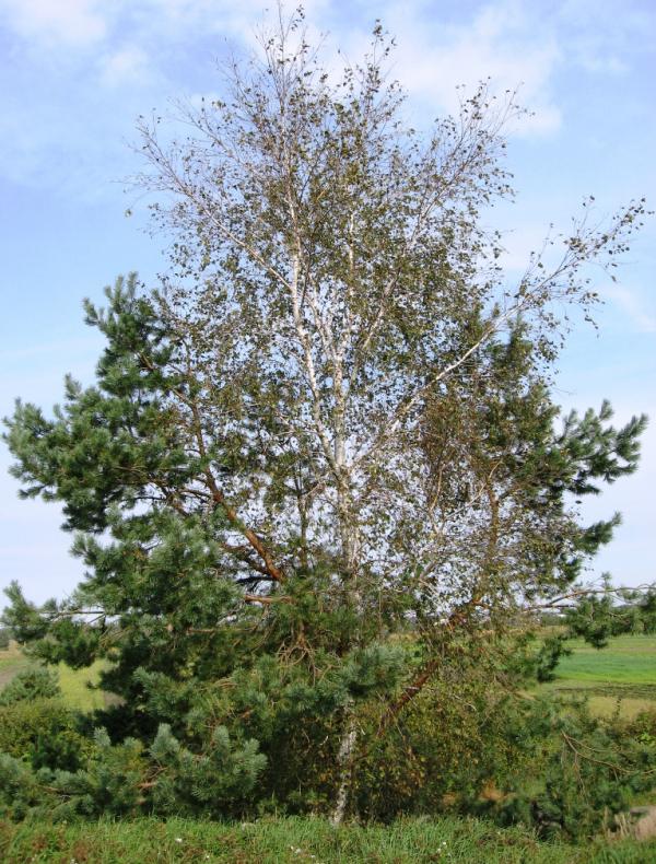 МОЄ ЛЕЛЕЧЕ ПОЛІССЯ - Любиковичі