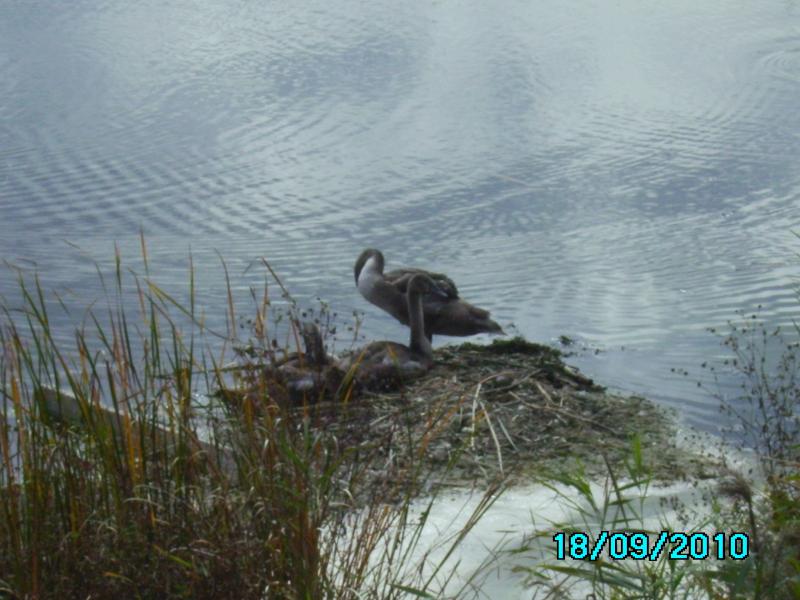 Почапинцы - Почапинці