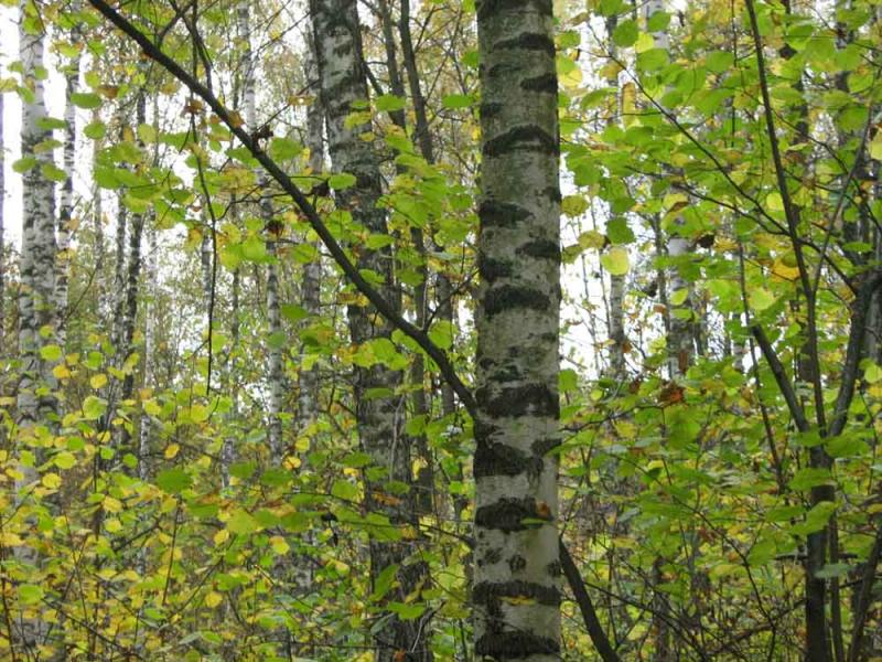 Барви осені - Ivanytsya