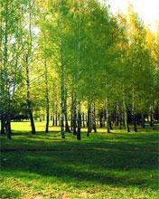 Роднaя сторонa - Непедівка