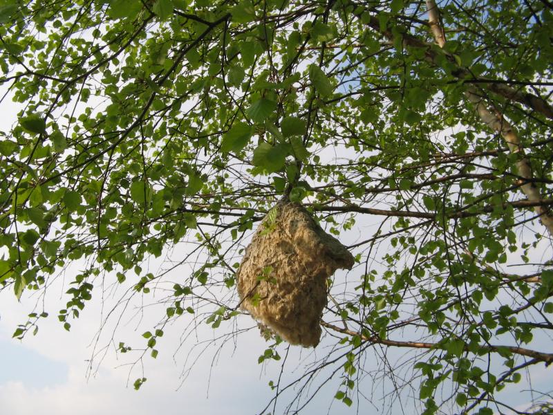 Моє рідне село - Птича